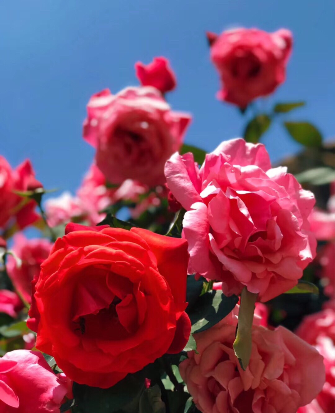 烈焰玫瑰秋海棠图片