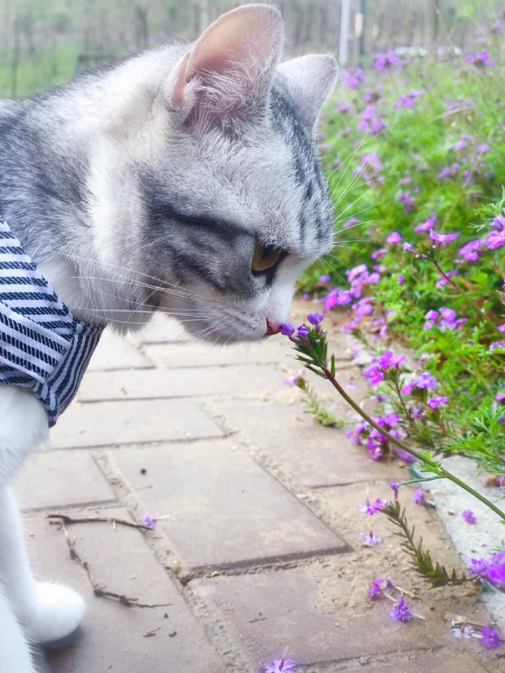 网红猫王泡芙