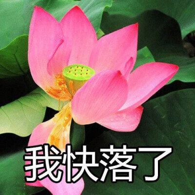 心平气和莲花头像