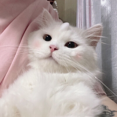 白富美猫猫头图片