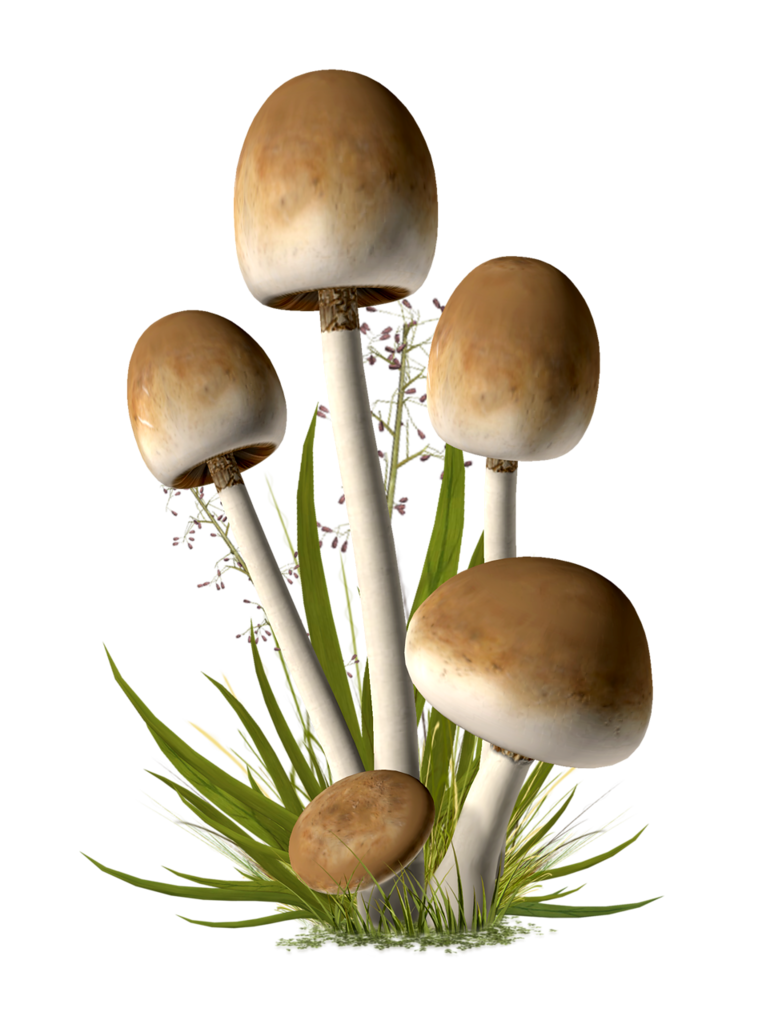 png - 堆糖,美图壁纸兴趣社区