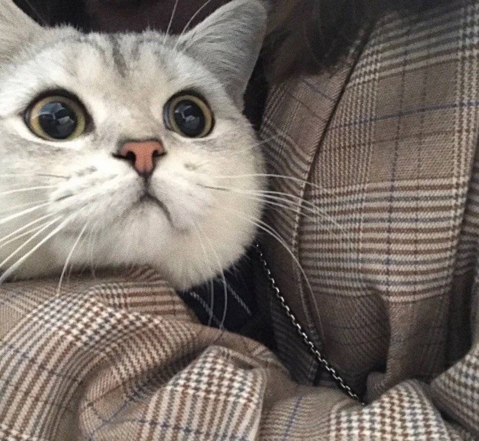 猫头像