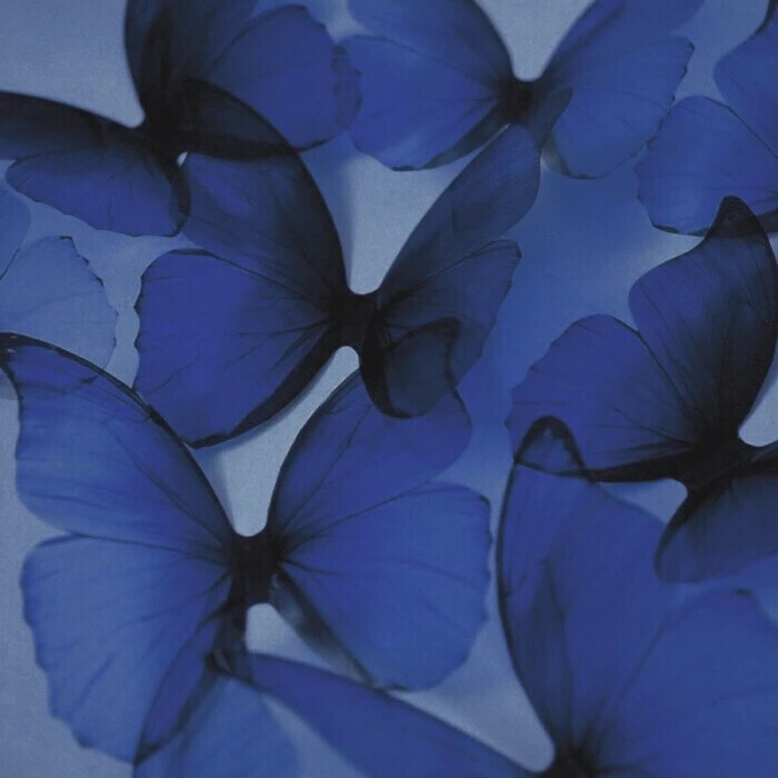 蓝色背景图ins蝴蝶图片