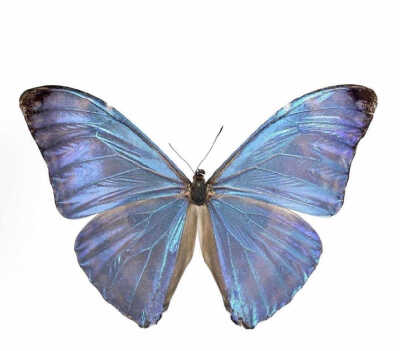 白底植物图片 - 堆糖,美图壁纸兴趣社区