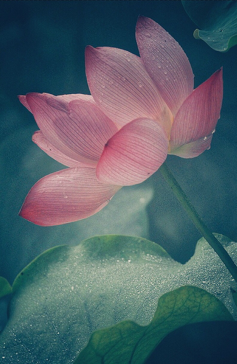 荷花