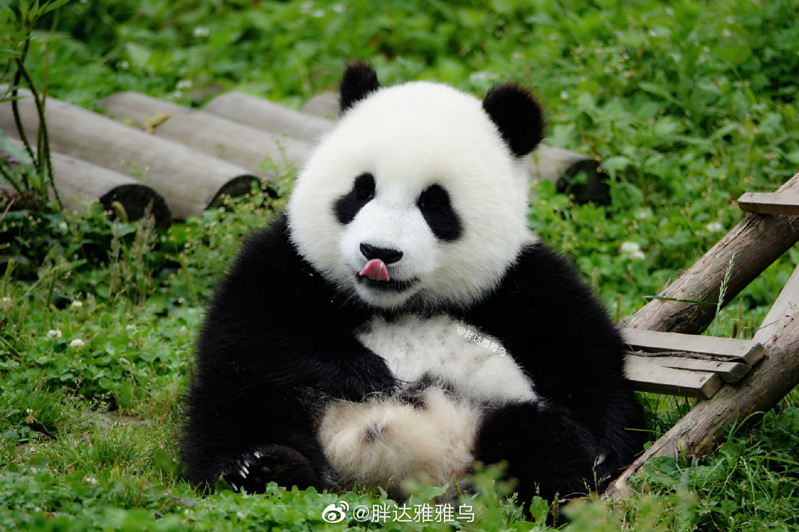 4月18日 17:09   关注  大熊猫 皓月 喜小十 评论 收藏