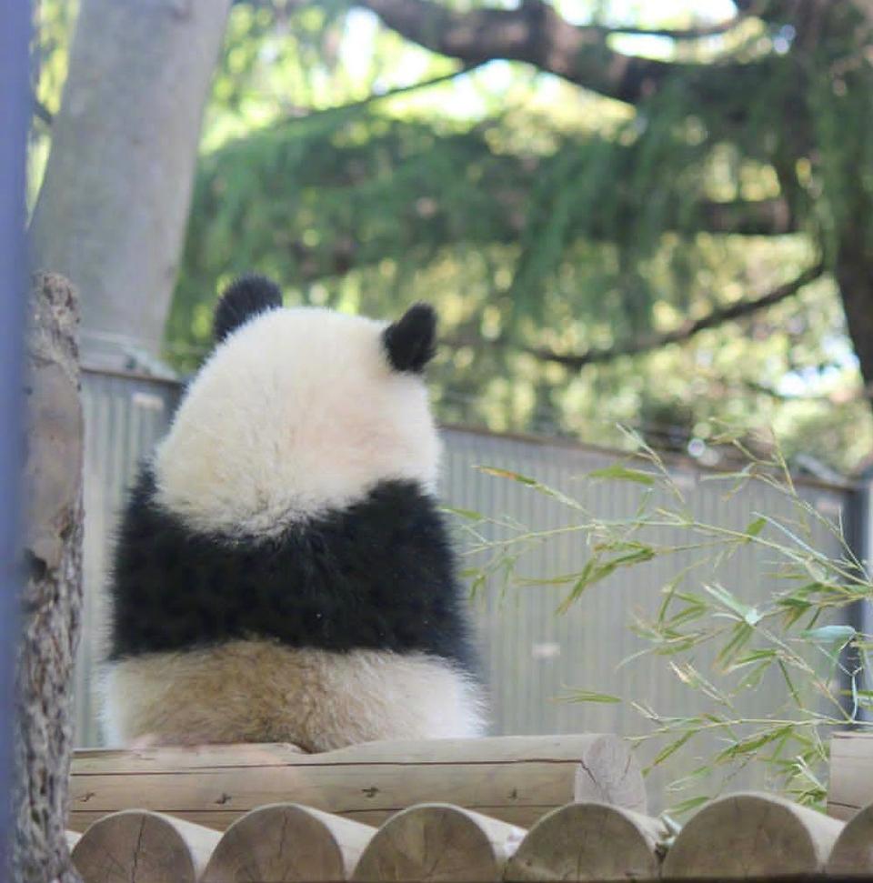 转角遇到胖熊猫