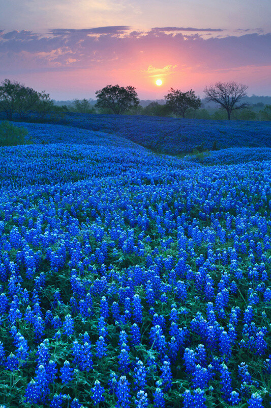 蓝色花海——美国德克萨斯州的鲁冰花.