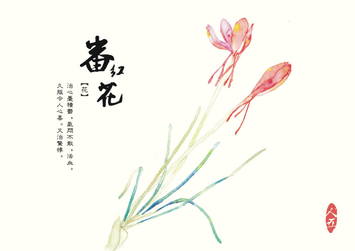 番红花 作者:人五 (手绘 中国风)