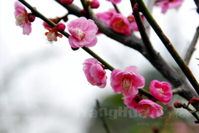 梅花香气