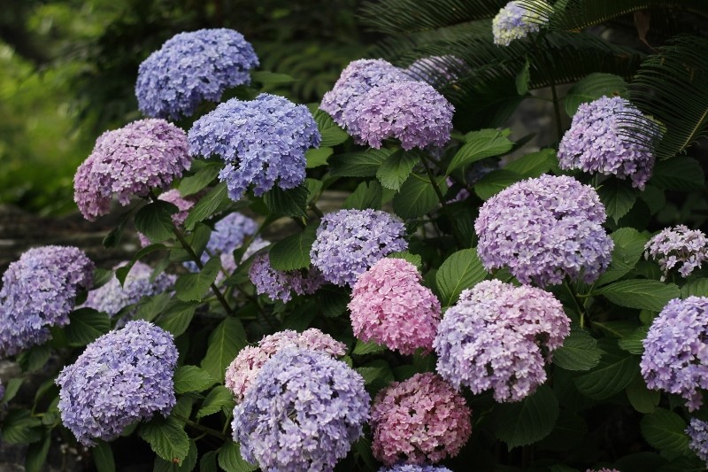 八仙花花手鞠