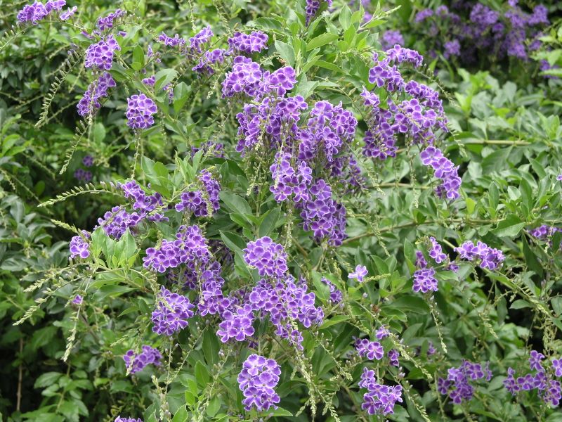 蕾丝金露花马鞭草科金露花属