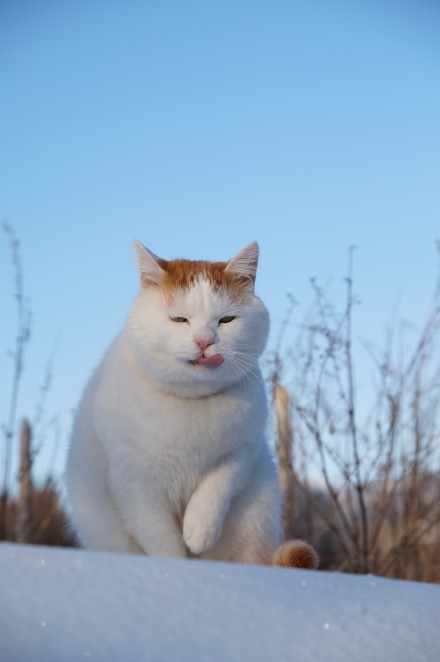 猫叔 堆糖,美图壁纸兴趣社区