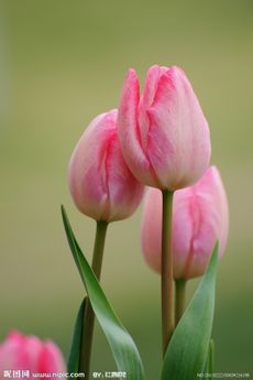 彩铅郁金香花图片