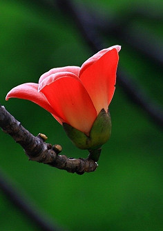 那年,木棉花开