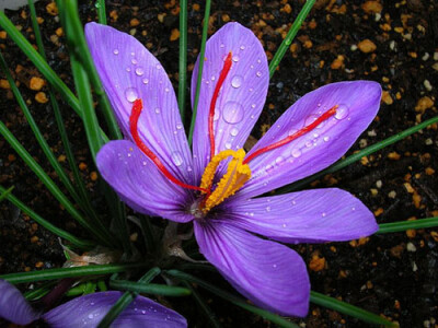 番红花又称藏红花,西红花,是一种鸢尾科番红花属的多年生花卉,也是一