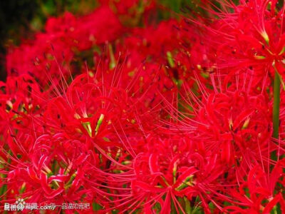 彼岸花花语 曼珠沙华(红色彼岸花:悲伤的回忆(日本/相互思念(韩国)