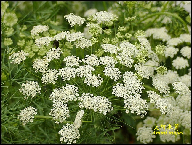 伞形科 大阿米芹(ammi majus(2010-09-28 11:14:53)转载▼标签