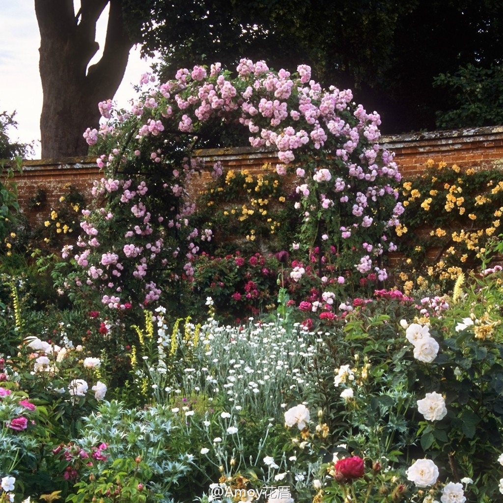 abbey rose gardens(national trust mottisfont修道院玫瑰花园