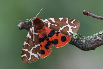 arctia caja (garden tiger moth, grote beer)