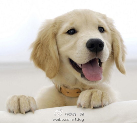 #狗狗不能吃的食物# 含糖:狗狗吃太多糖的…-堆