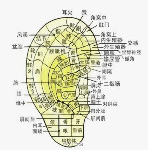 器官 堆糖 美图壁纸兴趣社区