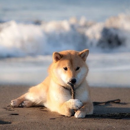 柴犬丸太郎~「图来自instagram」