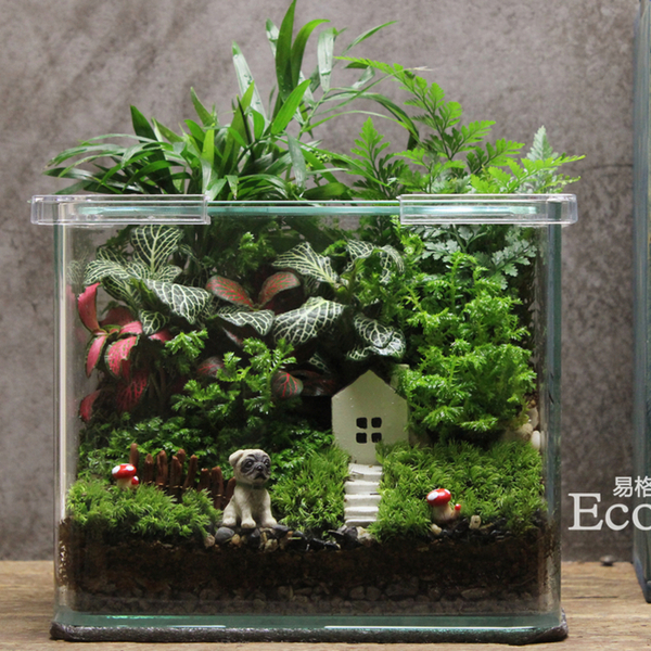 ecoecho苔藓微景观苔藓瓶生态瓶创意绿植造景方缸盼&rdquo