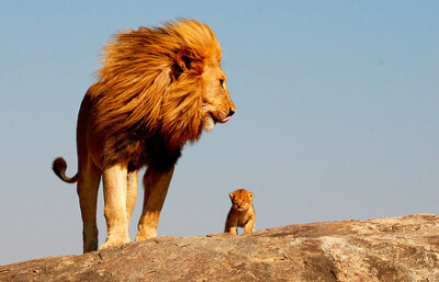爸爸,我要成为辛巴那样的狮子!