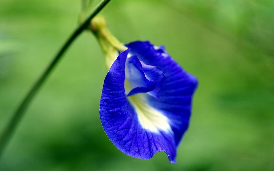 clitoria ternatea.蝶豆.