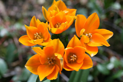 ornithogalum dubium.杜宾虎眼万年青.