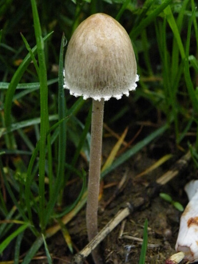 大孢花褶伞 panaeolus papilionaceus 鬼伞科 地点:南川区 金佛山