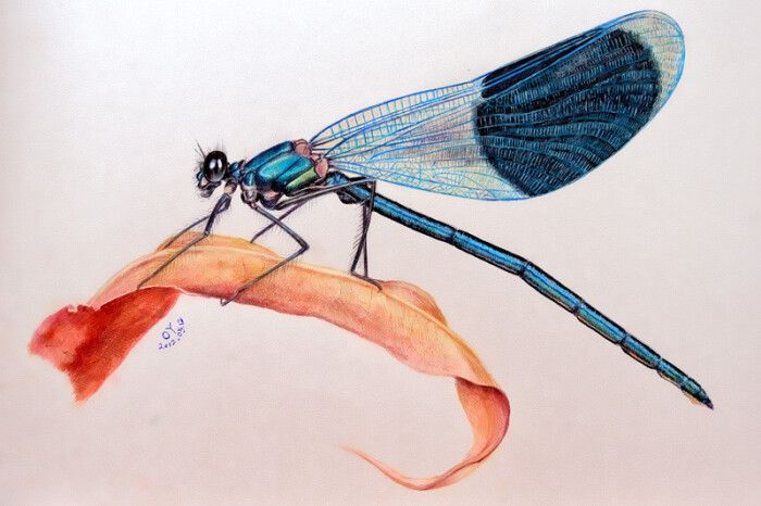 oy混合画:蜻蜓(彩色圆珠笔 彩色铅笔)