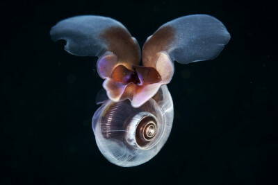 这是海蝴蝶,它们生活在一个暗色的背壳内,用它的"耳朵"游泳.