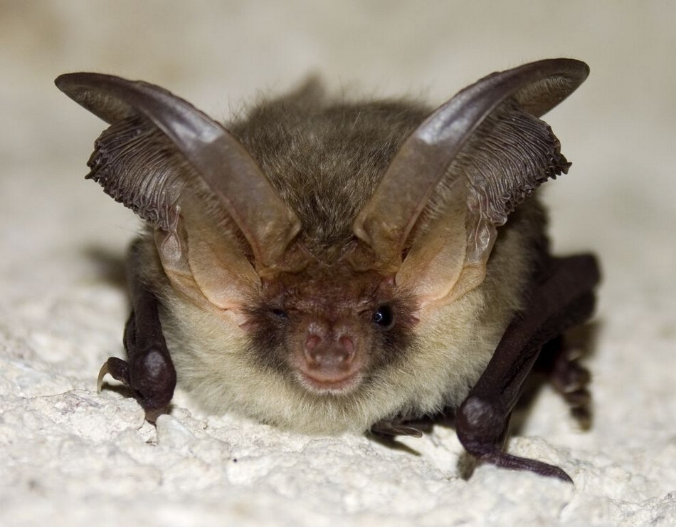 世界最丑陋动物大比拼:(马蹄鼻蝙蝠)人们只注意保护那些可爱的动物,但