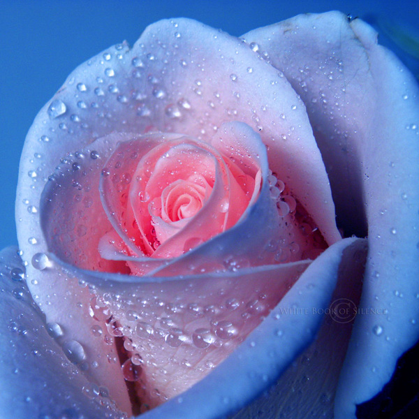 漂亮的玫瑰花摄影图片欣赏