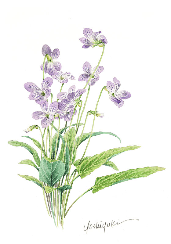 スミレ水彩画イラスト 紫色の花をつけた一束のスミレ水彩画イラスト 堆糖 美图壁纸兴趣社区