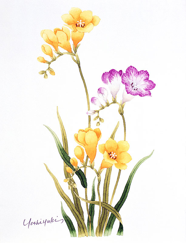 フリージア水彩画イラスト 黄色とピンクボカシの花のあるフリージャ