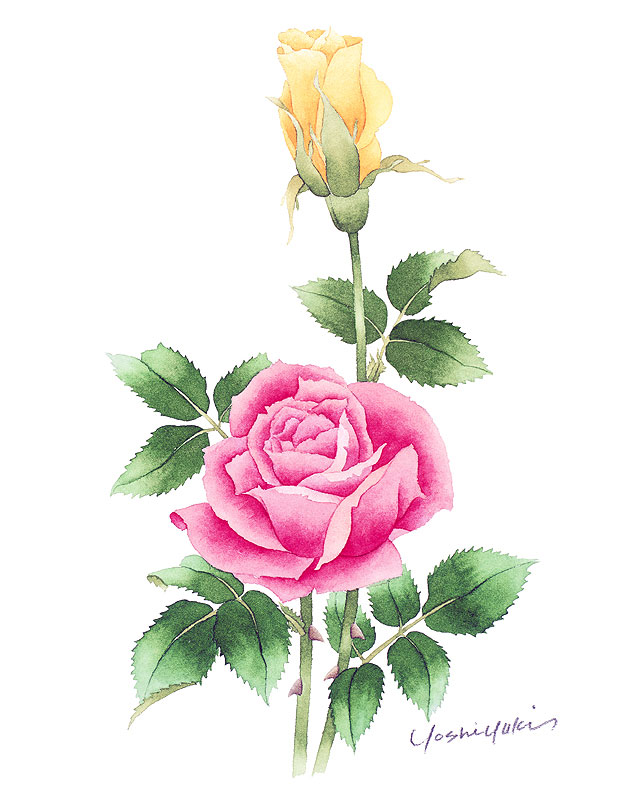 バラの花水彩画イラスト ピンクと黄色のバラ水彩画イラスト 堆糖 美