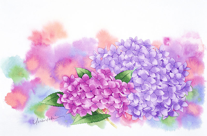 ホワイト系 開店記念セール 水彩画 紫陽花 絵画 タペストリ 美術品ホワイト系 10 800 Mettaresidence Com