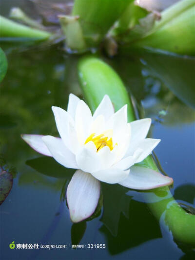 荷花高清图片,唯美白色莲花水上图片素材