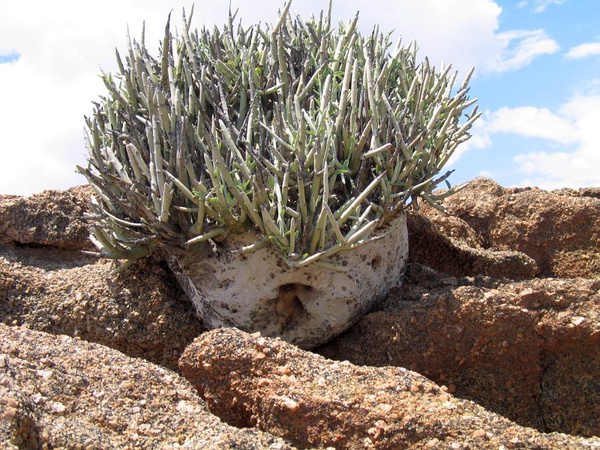 adenia pechuelii