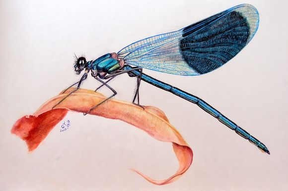 oy彩铅画 强人啊_昆虫吧_百度贴吧
