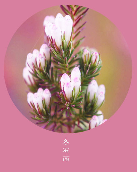 花笺纪 冬石南 Winter Heath 花语 勇敢 这世界很公平 你想要最好 就一定会给你最痛 丨11月30日の生日花