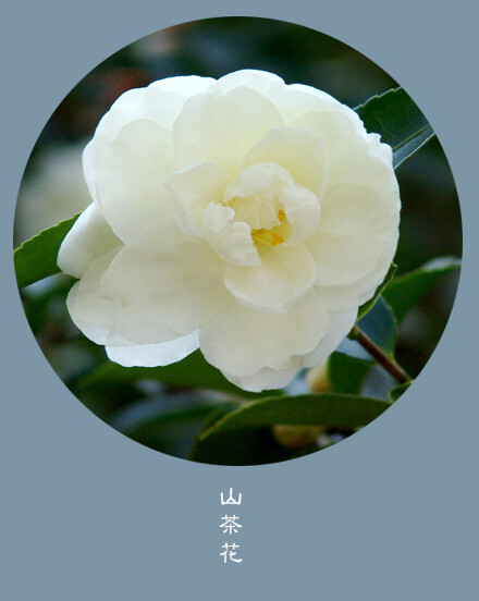 花笺纪 山茶花 Camellia 花语 堆糖 美图壁纸兴趣社区