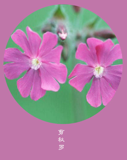 花笺纪 剪秋罗 Lychnis Flos Cuculi 花语 机智 世上没有绝对幸福的人 只有不肯快乐的心丨11月9日の生日花 堆糖 美图壁纸兴趣社区