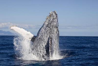 一头在夏威夷海域跃出水面的座头鲸.