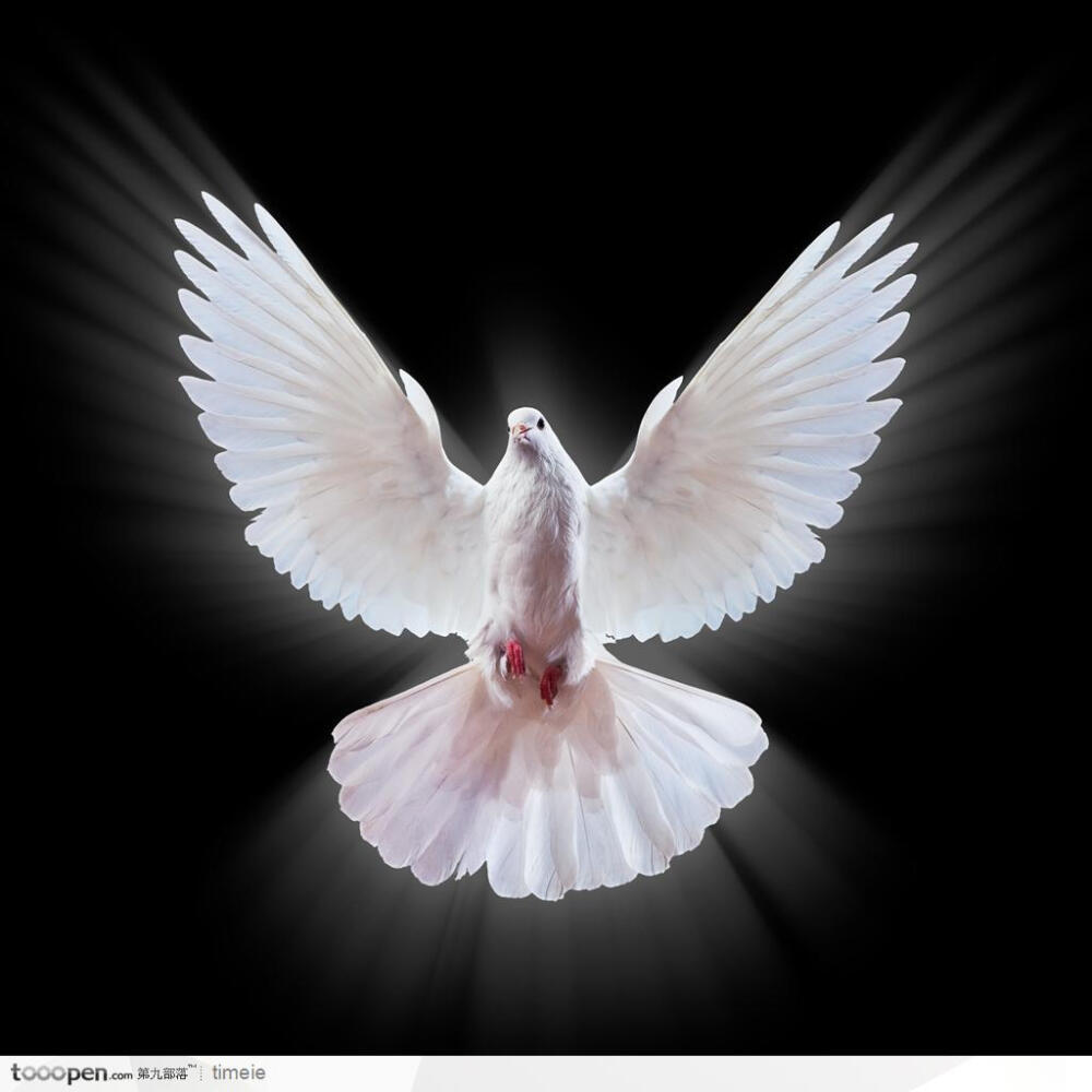 飞翔的和平鸽高清图片白色鸽子正面高清摄影素材图片桌面壁纸