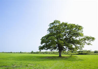 草地天空-草原中的一棵树高清摄影桌面壁纸图片素材