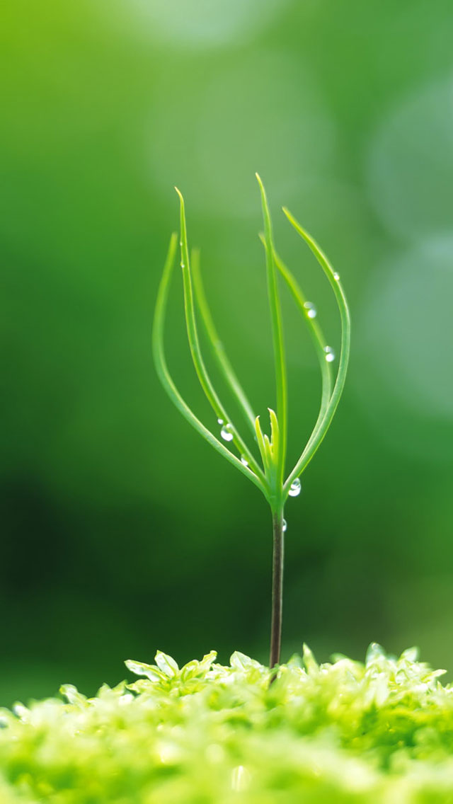 绿色植物苹果5s手机图片壁纸-高清手机壁